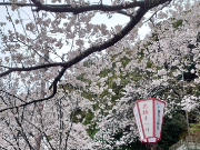 花換まつり